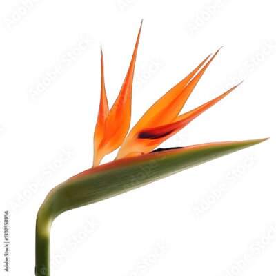 Papier peint  An exotic Strelitzia flower, also known as the "bird of paradise," showcasing bold orange petals and vibrant green foliage, isolated on a white background.