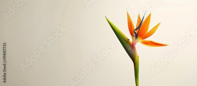 Papier peint  An exquisite Strelitzia reginae flower stands alone on a white background in a striking copy space image