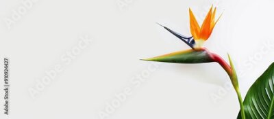 Papier peint  An exquisite Strelitzia reginae flower stands alone on a white background in a striking copy space image