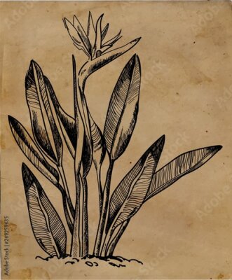Papier peint  An old botanical illustration. Plants, freehand drawing with mascara. Strelitzia flower. Exotic plant.