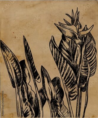 Papier peint  An old botanical illustration. Plants, freehand drawing with mascara. Strelitzia flower. Exotic plant.