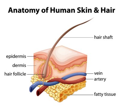 Papier peint  Anatomie de la peau et les cheveux humains