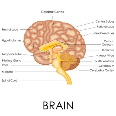 Papier peint  Anatomie du cerveau humain