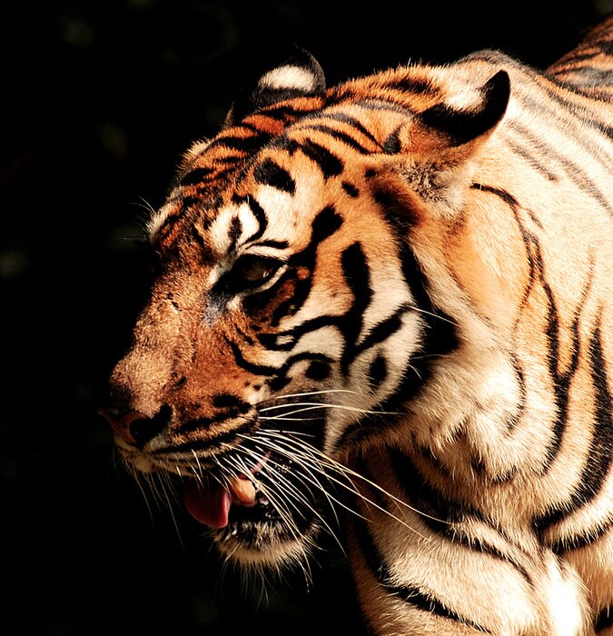 Papier peint  Animal à rayures sur un fond foncé