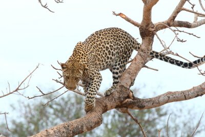 Papier peint  Animal Afrique sur les branches