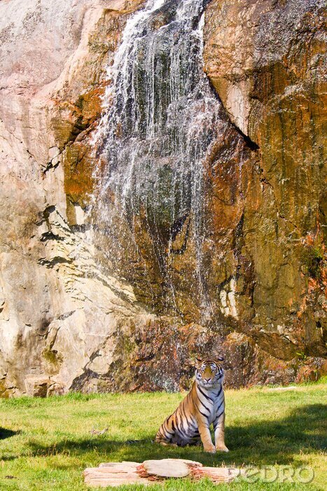 Papier peint  Animal arrière-plan rochers