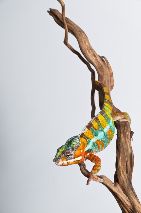 Papier peint  Animal assis sur une branche