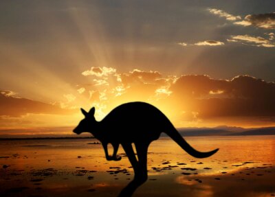 Animal australien au coucher du soleil