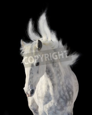 Papier peint  Animal avec la crinière dans le vent