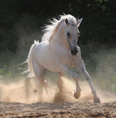 Papier peint  Animal blanc dans le paddock