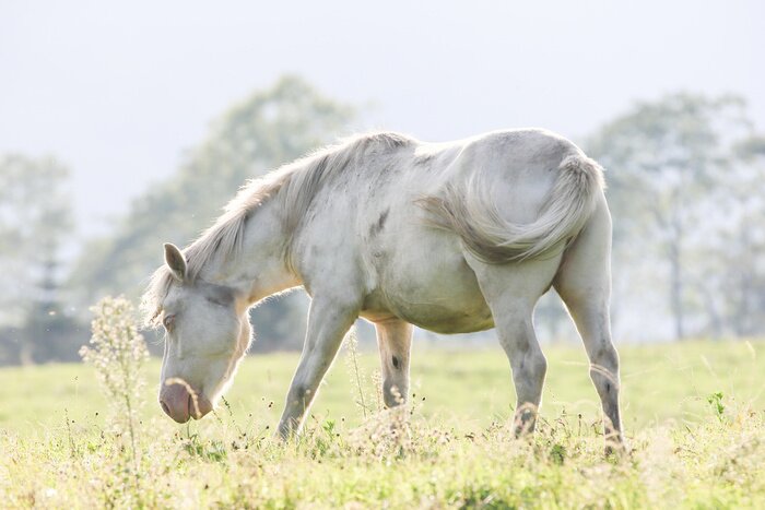 Papier peint  Animal blanc pâturage l'herbe