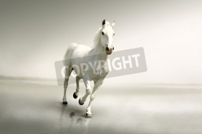 Papier peint  Animal blanc sur fond clair