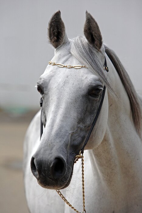 Papier peint  Animal bride dorée