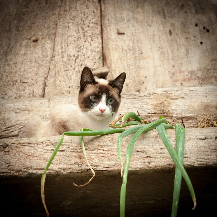 Papier peint  Animal couché sur un rocher