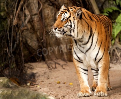 Papier peint  Animal d'Afrique dans la jungle
