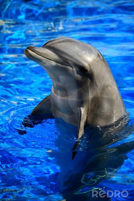 Papier peint  Animal dauphin dans l'eau