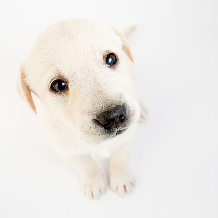 Papier peint  Animal de compagnie sur fond clair