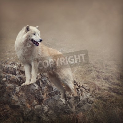 Papier peint  Animal debout sur les rochers