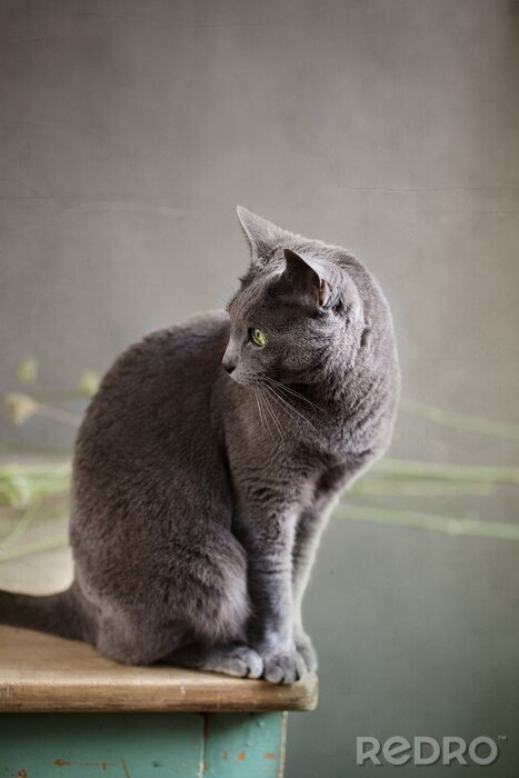 Papier peint  Animal domestique sur la table