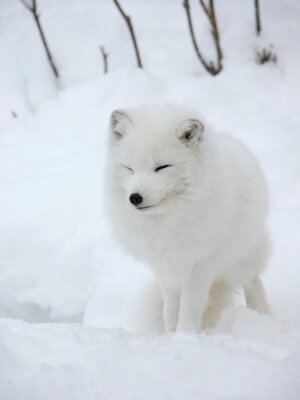 Papier peint  Animal duveuteux sur la neige