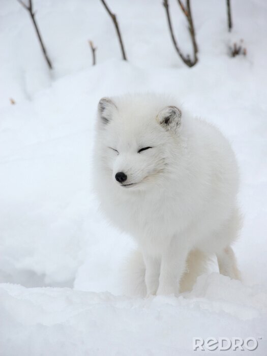 Papier peint  Animal duveuteux sur la neige