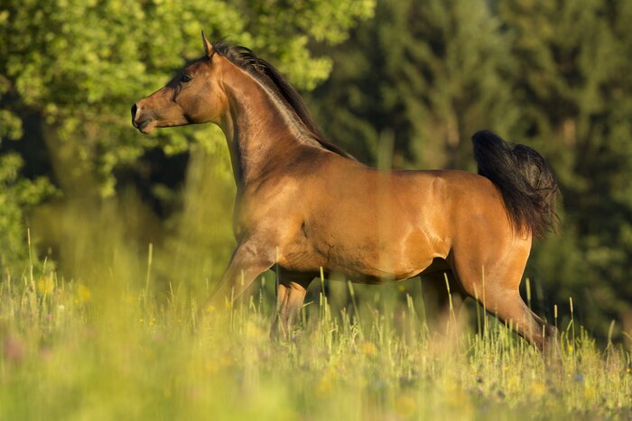 Papier peint  Animal heureux dans le pré