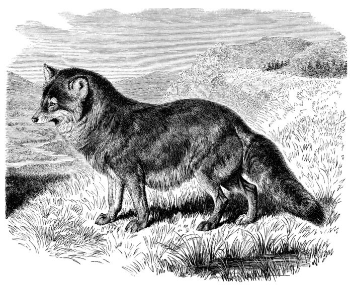 Papier peint  Animal image monochrome