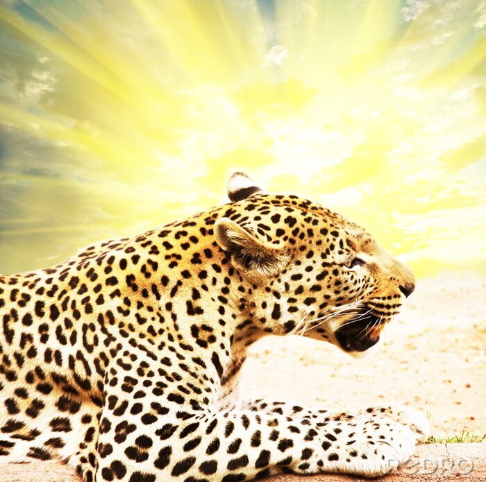 Papier peint  Animal léopard au soleil