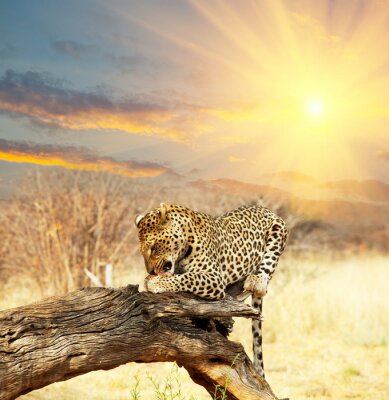 Animal léopard au soleil couchant