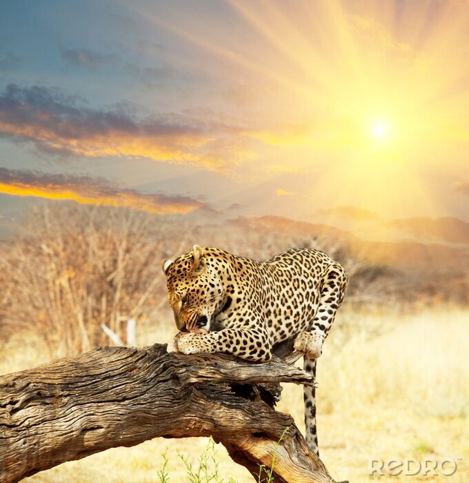 Papier peint  Animal léopard au soleil couchant