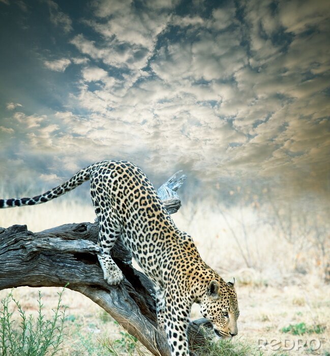 Papier peint  Animal léopard descendant de la branche