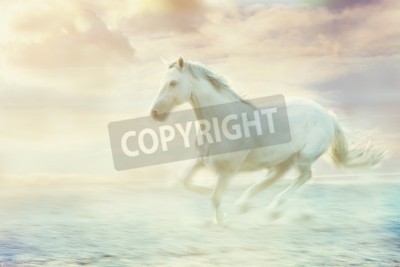 Papier peint  Animal majestueux dans le brouillard