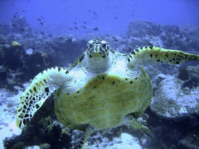 Animal marin tortue