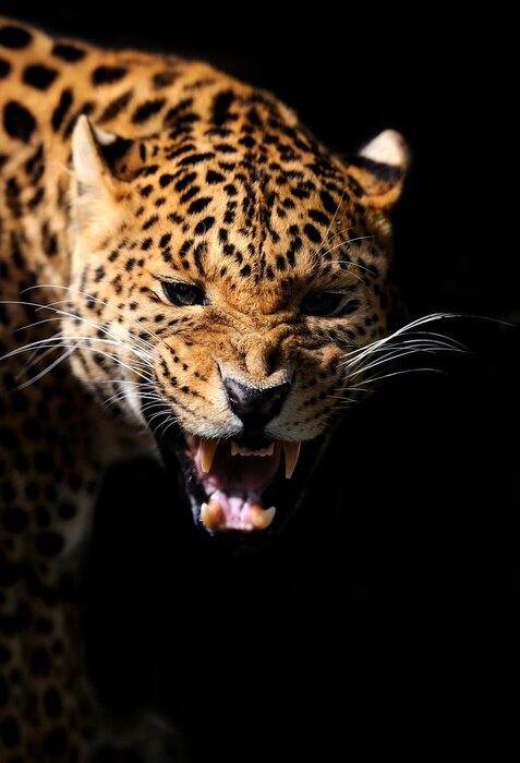 Papier peint  Animal montrant ses crocs