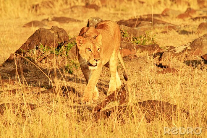 Papier peint  Animal prédateur au Kenya