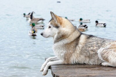 Animal regardant les canards