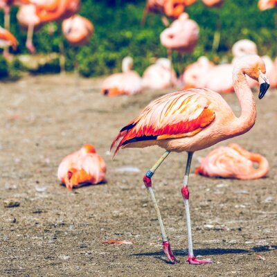 Papier peint  Animal rose dans le zoo
