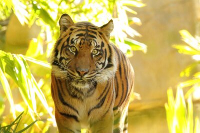 Papier peint  Animal sauvage dans la jungle