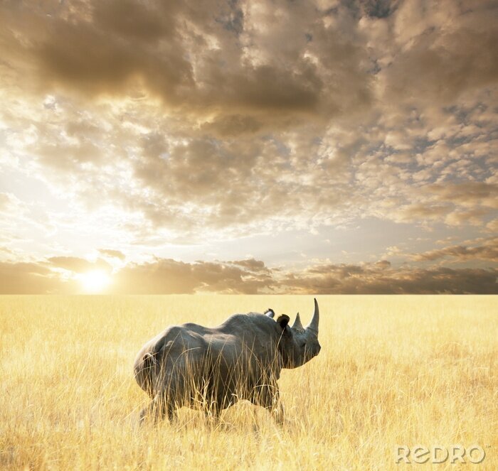 Papier peint  Animal sur fond d'herbes claires