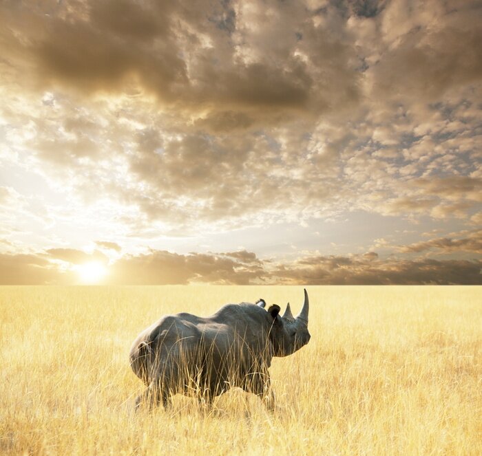 Papier peint  Animal sur fond d'herbes claires