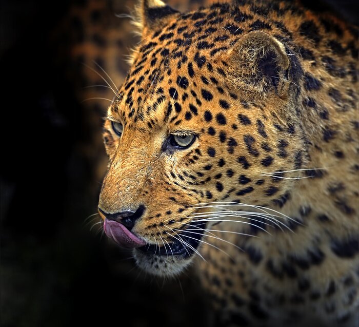 Papier peint  Animal tacheté arrière-plan foncé