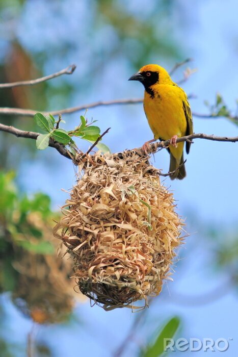 Papier peint  Animal volant jaune
