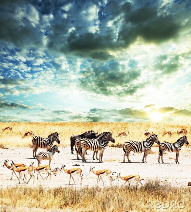 Papier peint  Animaux africains dans les troupeaux
