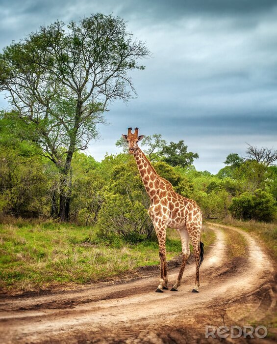 Papier peint  Animaux Afrique et girafe sauvage