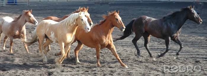 Papier peint  Animaux colorés