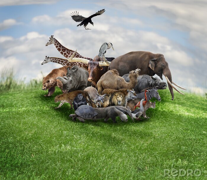 Papier peint  Animaux Concept