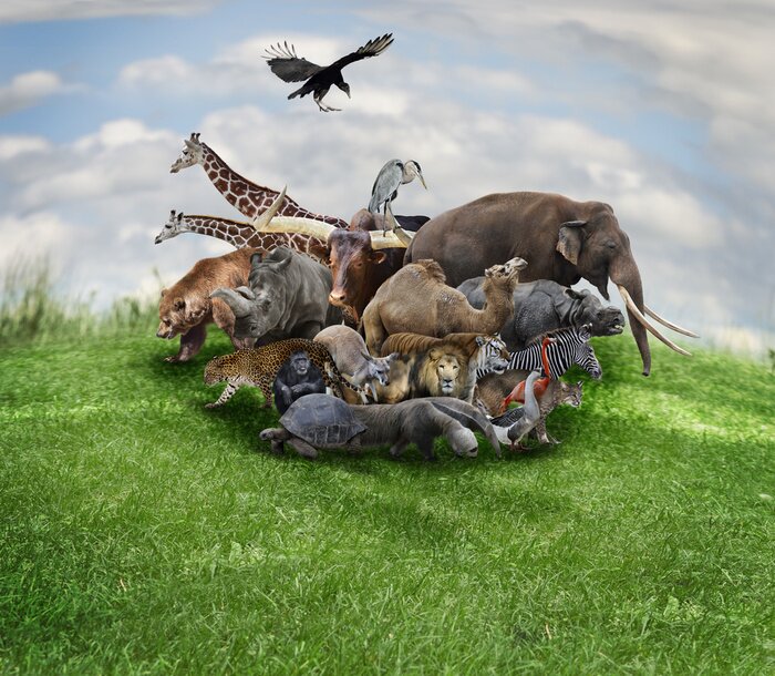 Papier peint  Animaux Concept