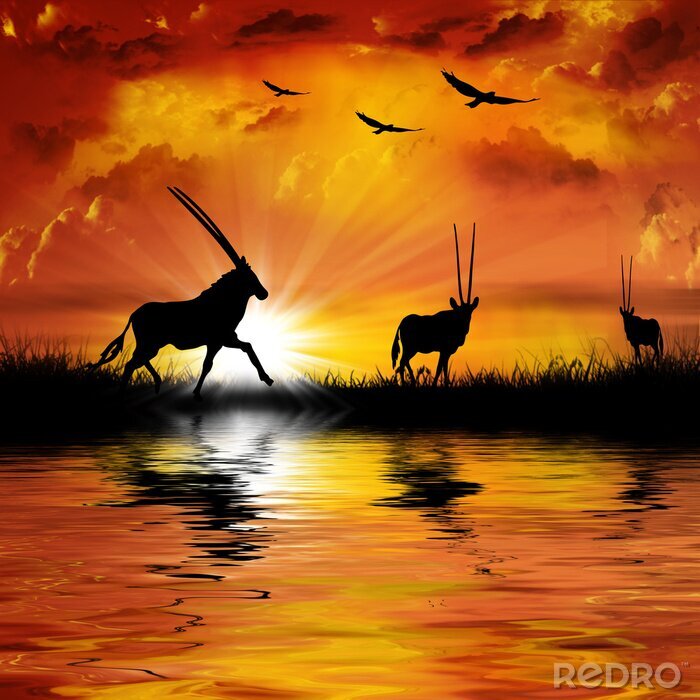 Papier peint  Animaux d'antilope africaine au soleil