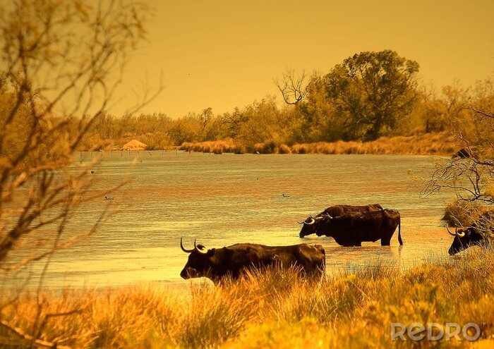 Papier peint  Animaux dans le lac