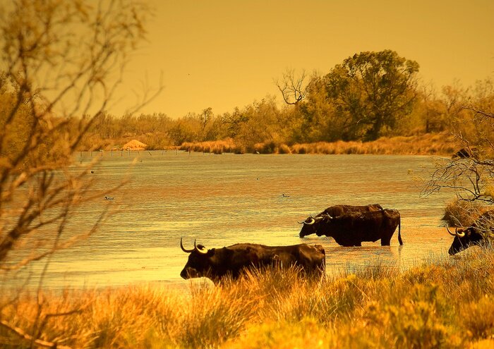 Papier peint  Animaux dans le lac